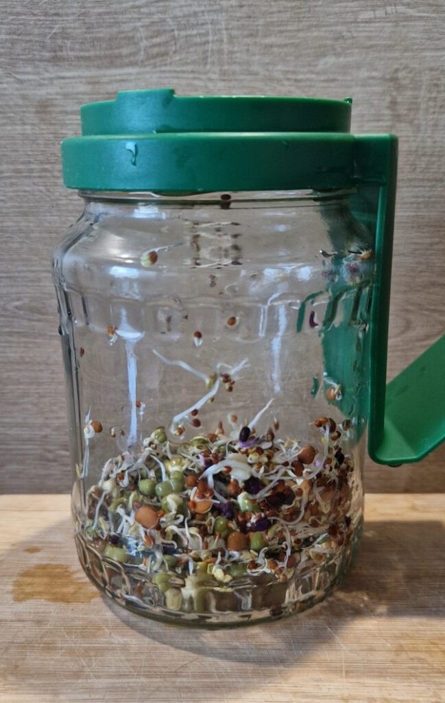 Im Keimglas haben sich die Samen schon vergrößert