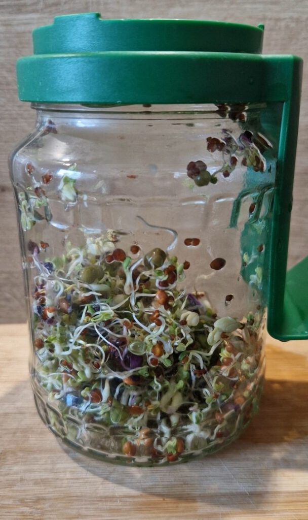 Die Sprossen im Keimglas sind erntereif