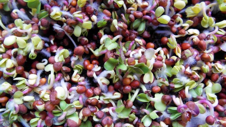 Microgreens