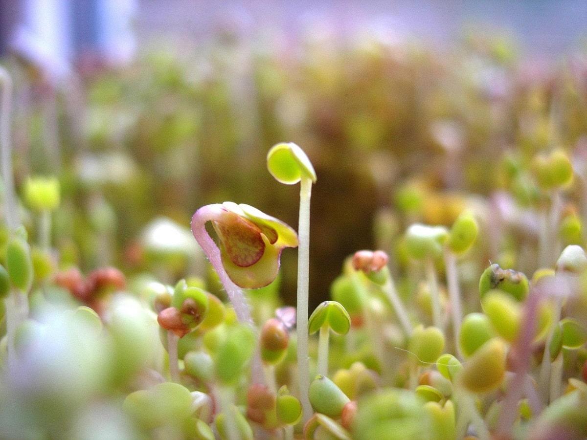 Sprossen und Microgreens – kleine Pflanzen, große Wirkung