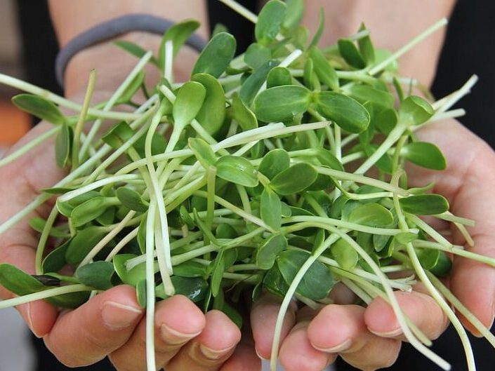 Microgreens in der Hand
